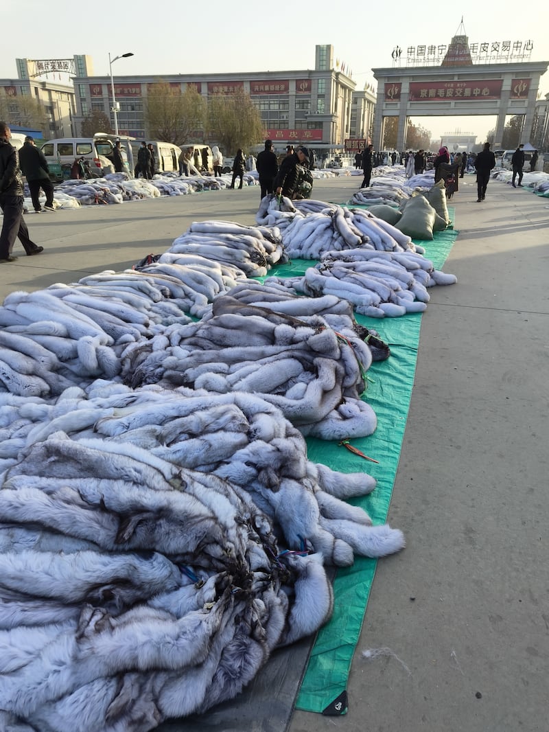 在中国,用于生产皮草的野生动物(水貂、狐狸和貉)不受《野生动物保护法》的保护,而是被归类为家畜。