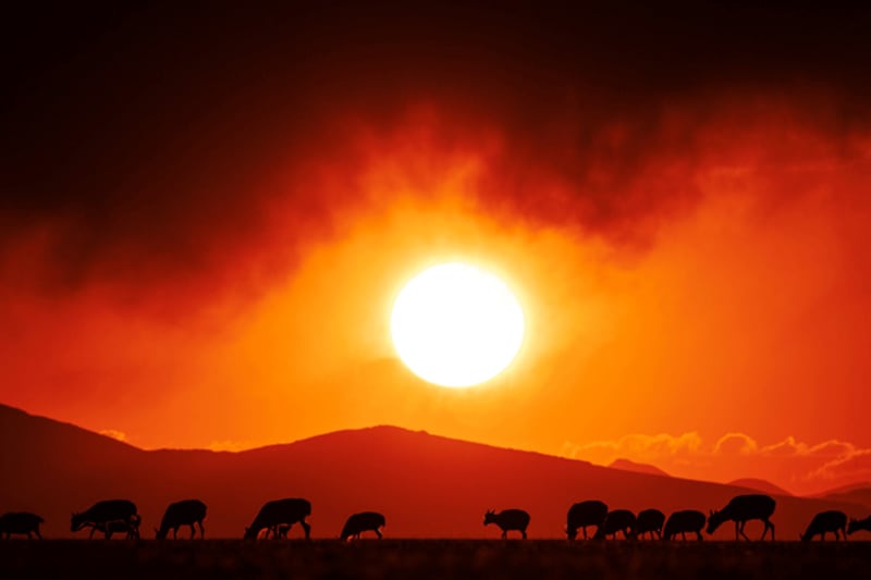 Pregnant Tibetan antelopes are seen at sunset in Qiangtang National Nature Reserve in western China's Tibet Autonomous Region, June 16, 2024. (Fei Maohua/Xinhua via Getty Images)